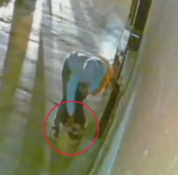 Mujer abandonó cuatro gaticos durante la noche en un establecimiento comercial en Chigorodó