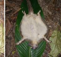 Sorpresa científica: reaparece un animal que se creía extinto hace 6.000 años