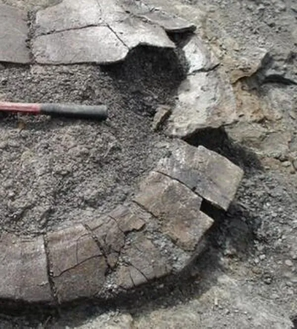 ¿Le gustaría tocar el fósil de un dinosaurio? Ahora, puede hacerlo en Bogotá