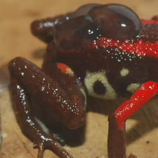 ¿Sabías que los machos de la rana rubí llevan a sus renacuajos sobre su espalda?