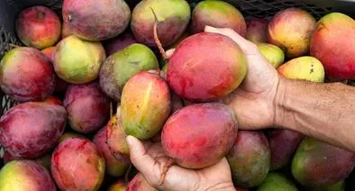 Cuáles son las capitales del mango en Colombia: cómo llegar a La Mina y Malagana