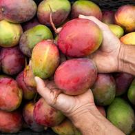 Cuáles son las capitales del mango en Colombia: cómo llegar a La Mina y Malagana