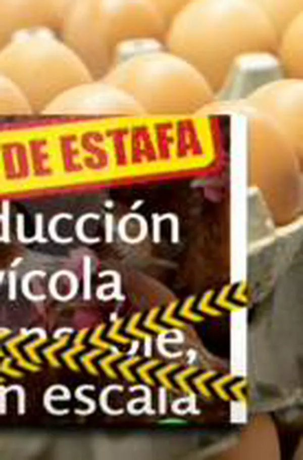 Familia quería donar 1.000 canastas de huevos para los pobres en Medellín, pero resultó estafada