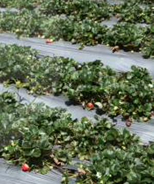 imagen nota inferior