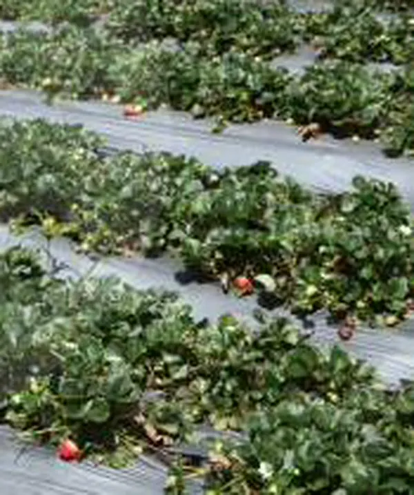 Lanzan créditos por $2 billones para agricultores afectados por las lluvias: ¿cómo acceder?