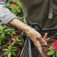 Se necesitan 200 personas para trabajar con empresa floricultora