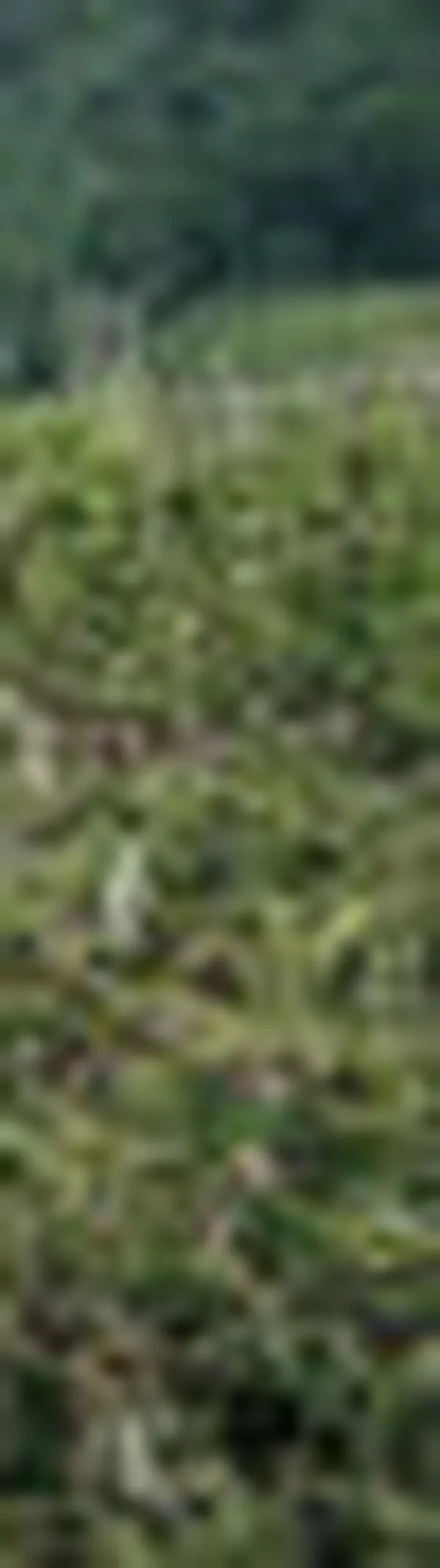 Herido suboficial del Ejército en Jamundí