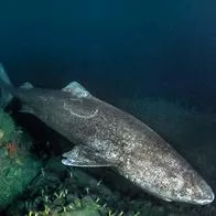 A handout photo released on December 4, 2014 by Under the Pole shows a shark in the Uummannaq bay, Greenland, taken in November 2014, during the Discovery Greenland 2014-2015 expedition. Under The Pole is a series of underwater polar expeditions, aiming to explore the hidden face of the Arctic and Antarctic regions in their diversity. AFP PHOTO / UNDER THE POLE / GHISLAIN BARDOUT 
= RESTRICTED TO EDITORIAL USE - MANDATORY CREDIT "AFP PHOTO / GHISLAIN BARDOUT / UNDER THE POLE" - NO MARKETING NO ADVERTISING CAMPAIGNS - DISTRIBUTED AS A SERVICE TO CLIENTS = (Photo by Under The Pole / AFP)
