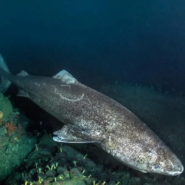 A handout photo released on December 4, 2014 by Under the Pole shows a shark in the Uummannaq bay, Greenland, taken in November 2014, during the Discovery Greenland 2014-2015 expedition. Under The Pole is a series of underwater polar expeditions, aiming to explore the hidden face of the Arctic and Antarctic regions in their diversity. AFP PHOTO / UNDER THE POLE / GHISLAIN BARDOUT 
= RESTRICTED TO EDITORIAL USE - MANDATORY CREDIT "AFP PHOTO / GHISLAIN BARDOUT / UNDER THE POLE" - NO MARKETING NO ADVERTISING CAMPAIGNS - DISTRIBUTED AS A SERVICE TO CLIENTS = (Photo by Under The Pole / AFP)