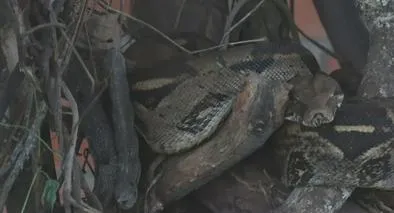 Atropellamiento de fauna en vías del Quindío preocupa a autoridades ambientales