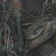 Atropellamiento de fauna en vías del Quindío preocupa a autoridades ambientales