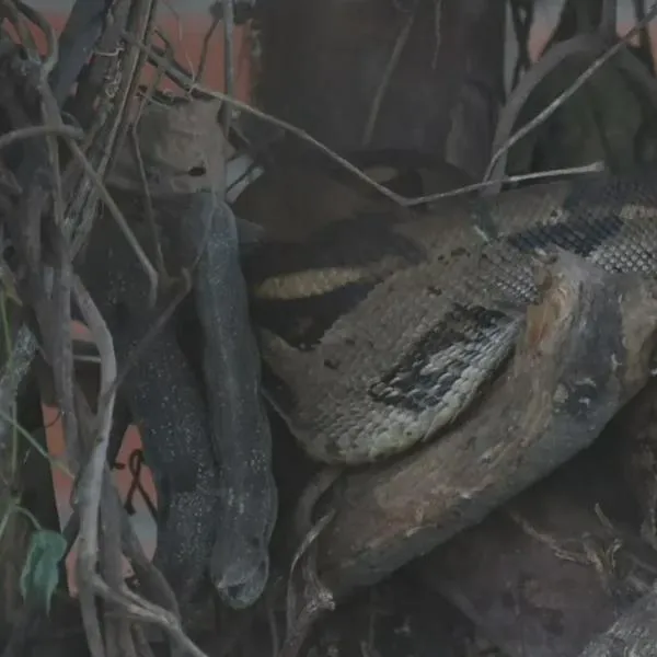 Atropellamiento de fauna en vías del Quindío preocupa a autoridades ambientales
