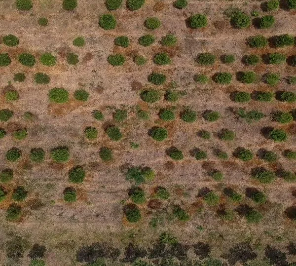 Alta probabilidad de El Niño entre junio y agosto de 2026, advierte Ideam