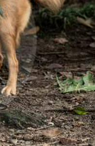 Alerta en Sabaneta por casos de perros envenenados; comunidad pide encontrar al responsable