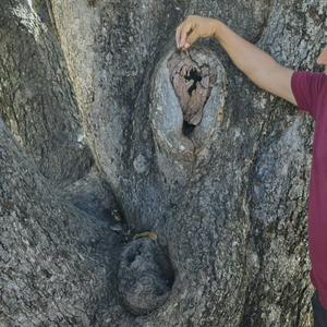 imagen nota inferior