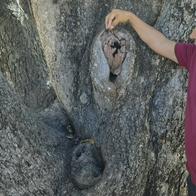 Tomografía al palo’e mango y plan para cuidar el arbolado urbano: lo que se debatirá en el Noveno Foro del Árbol