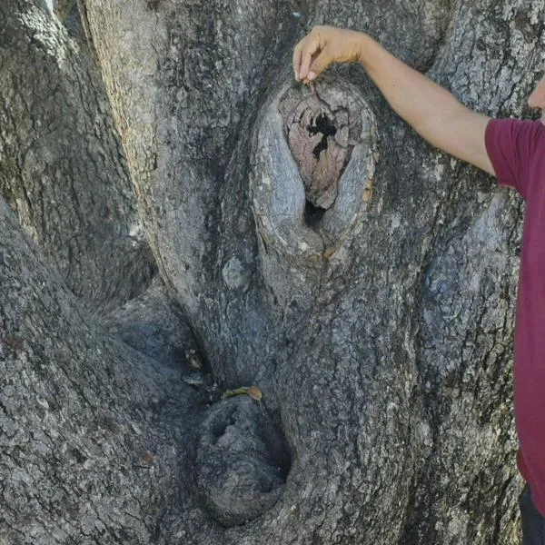 Tomografía al palo’e mango y plan para cuidar el arbolado urbano: lo que se debatirá en el Noveno Foro del Árbol