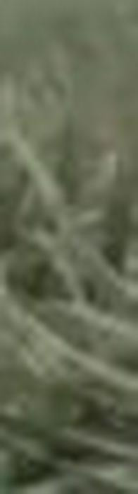 SAG pide intervención por invasión en Jamundí