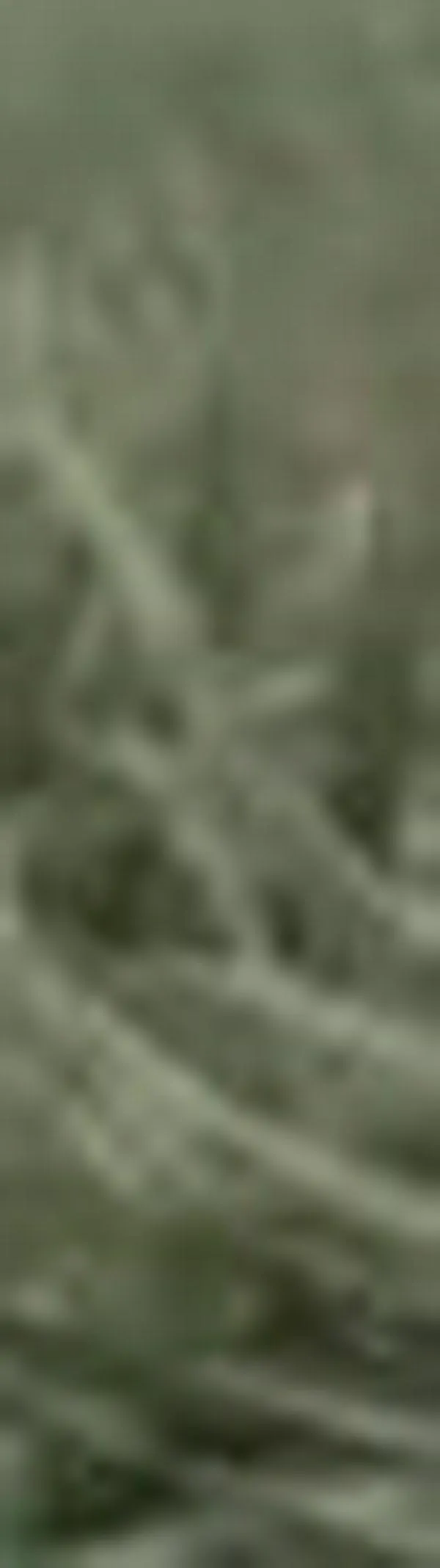 SAG pide intervención por invasión en Jamundí