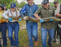 De Bogotá a su hábitat natural: 66 animales silvestres recuperaron su libertad en el departamento del Meta 