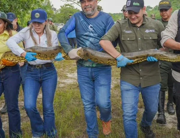 De Bogotá a su hábitat natural: 66 animales silvestres recuperaron su libertad en el departamento del Meta 