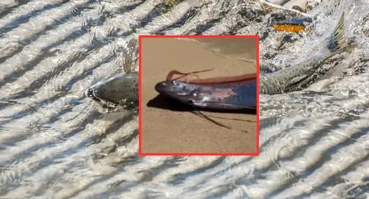 Aparición del “pez del fin del mundo” en una playa de México pone pelos de punta