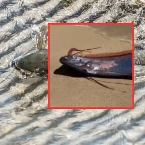 imagen nota inferior