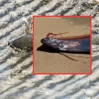 Aparición del “pez del fin del mundo” en una playa de México pone pelos de punta