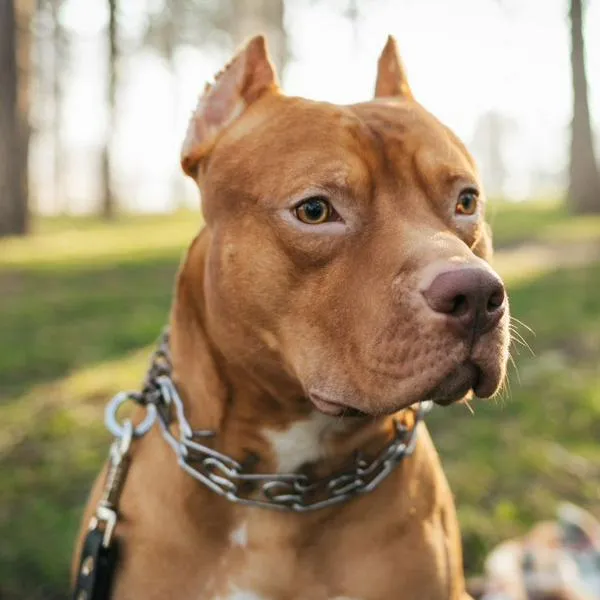 Caso de peleas de perros ilegales cerca de Bogotá: lo encontrado es doloroso