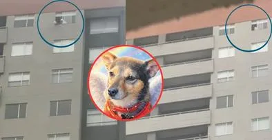 Identifican a hombre que mató a perro en conjunto residencial en Bogotá