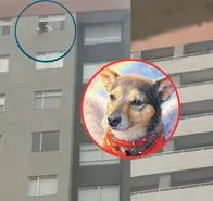 Identifican a hombre que mató a perro en conjunto residencial en Bogotá