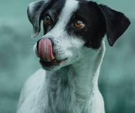 Cali realizará jornada de adopción animal este sábado: diez perritos buscan una familia