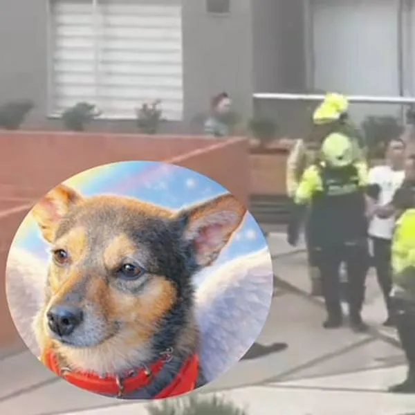 Momento en el que escoltan al sujeto que lanzó de un piso 25, en un conjunto de Bogotá, a Tonny, un perro que falleció por el atroz crimen