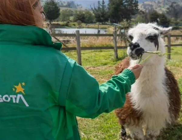 ¡Histórico! Bogotá le dice no a la explotación económica de animales en el espacio público 