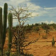 Hallan en Colombia animal que vivió más de 13.000 millones de años