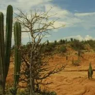 Hallan en Colombia animal que vivió más de 13.000 millones de años