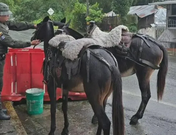Para las fiestas de Calarcá 2026, no se realizará la tradicional cabalgata