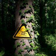 Veneno regado en calles de Quiriga, Bogotá, que podría afectar a perros y niños