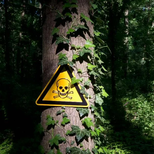 Veneno regado en calles de Quiriga, Bogotá, que podría afectar a perros y niños