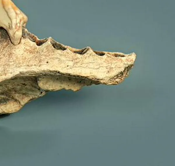 El origen de los perros es mucho más antiguo y global de lo que se creía