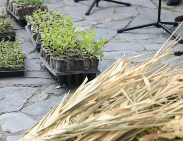 Ofensiva contra tráfico de fauna y palma de cera en Cundinamarca durante Semana Santa 