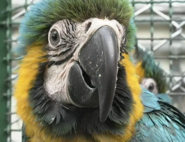 Estos son los canales para denunciar casos de maltrato, tenencia y tráfico de fauna silvestre en Bogotá 