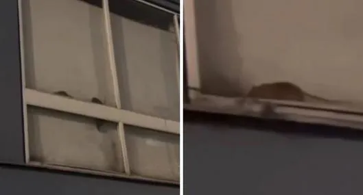 Ratas se tomaron apartamento en Pablo VI (Bogotá) y hay preocupación en vecinos