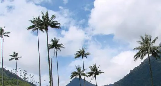 Palma de cera envejece