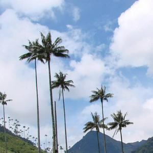 imagen nota inferior