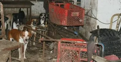 Más de 100 animales fueron rescatados en una casa de Barranquilla: vivían entre residuos y plagas