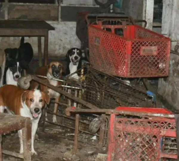 Más de 100 animales fueron rescatados en una casa de Barranquilla: vivían entre residuos y plagas
