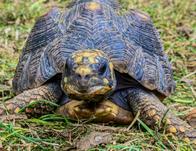 No coma cuento: conozca los mitos y verdades sobre la tenencia de fauna silvestre 