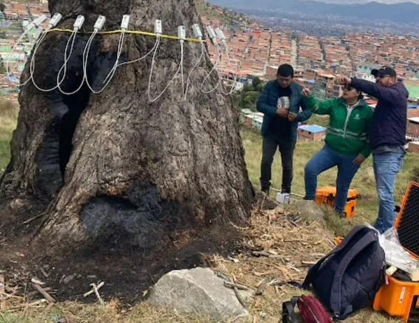 Sector Ambiente toma medidas preventivas de protección sobre el Árbol de la Vida en Ciudad Bolívar 