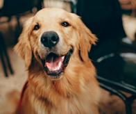 Jornadas de esterilización animal gratuita en Cali: Conozca las fechas y horarios